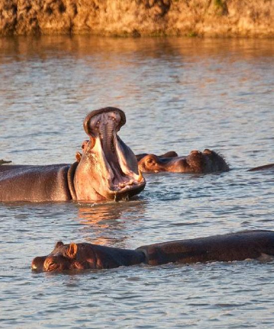 2-Days Mikumi Unforgettable Safari from Zanzibar