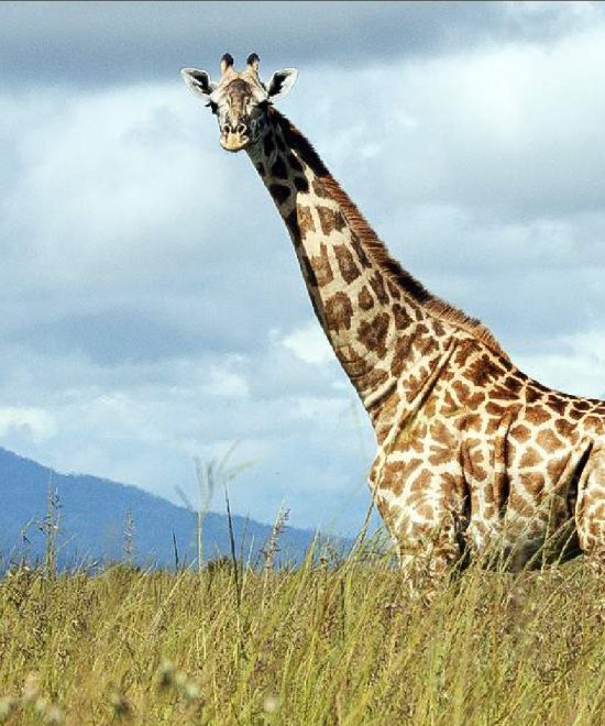 3-Day Choma Waterfalls, Mikumi & Maasai Visiting