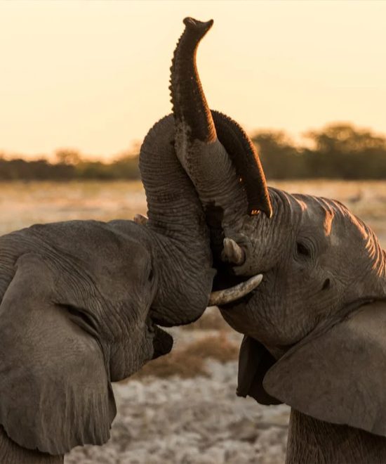 3-Day Mikumi National Park From Zanzibar