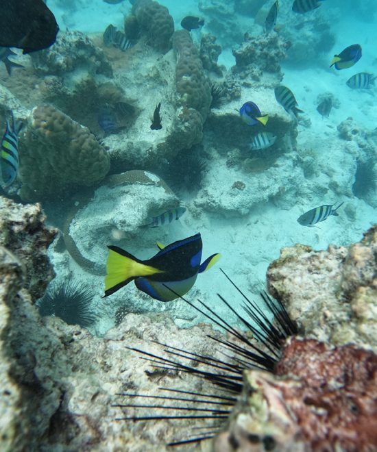 Mnemba Island Snorkeling + Dolphin Tour