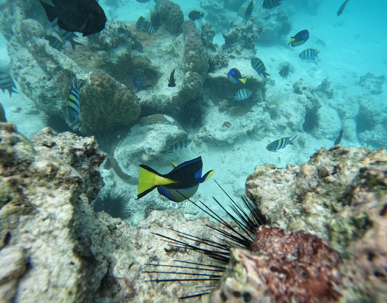 Mnemba Island Tour with Dolphin and Snorkeling