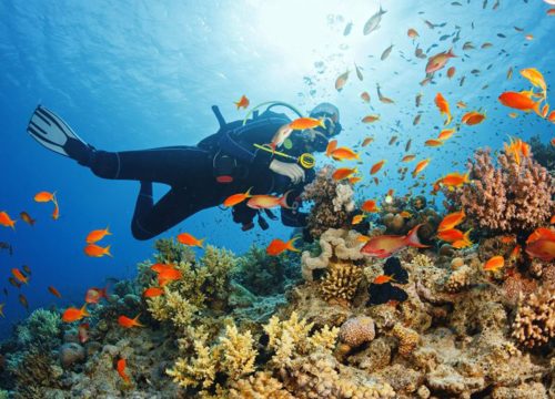Private Half day Guided Diving Tour in Zanzibar