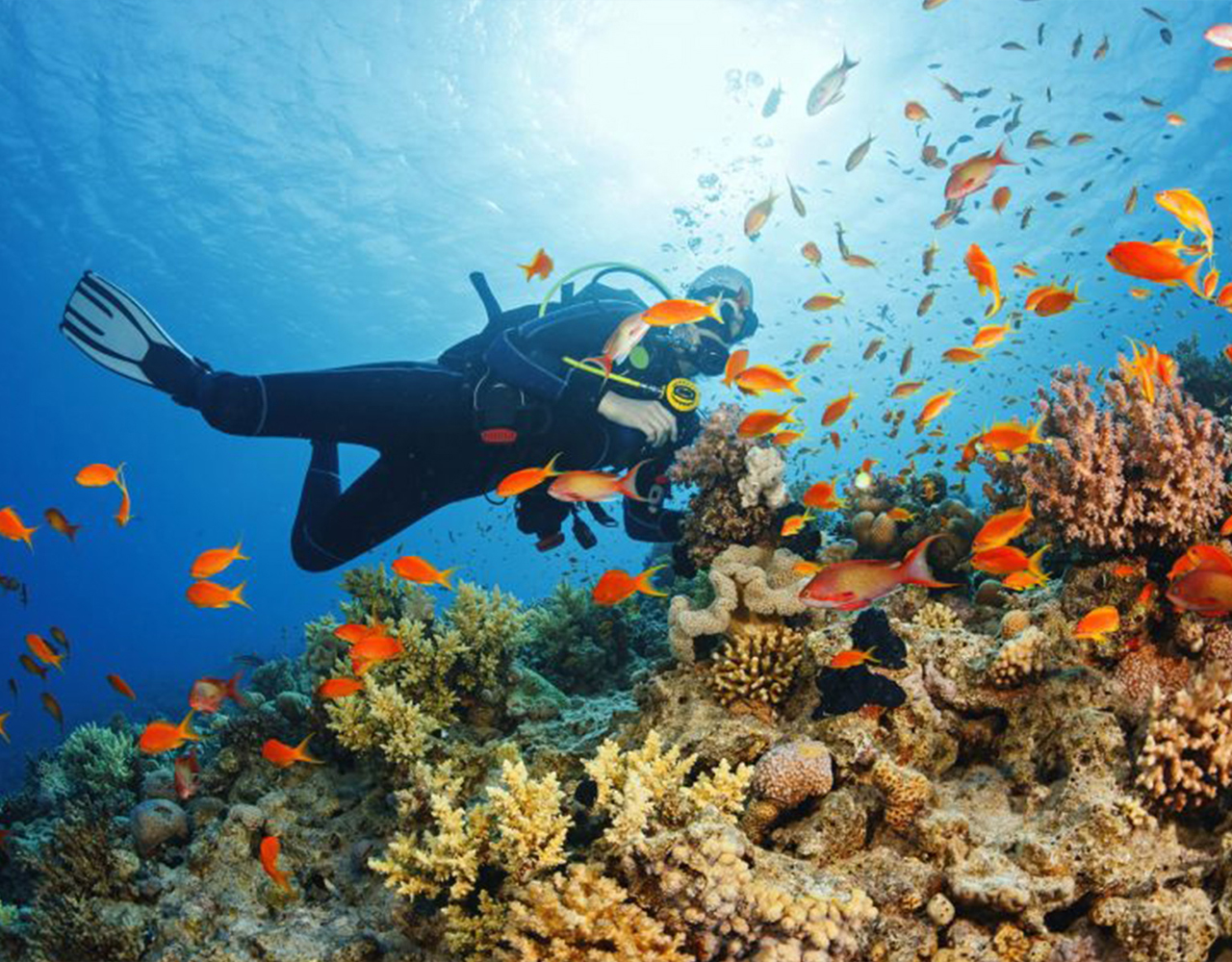 Private Half day Guided Diving Tour in Zanzibar