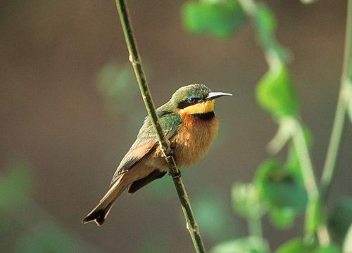 Jozani Forest, Salaam Cave and Mtende Beach