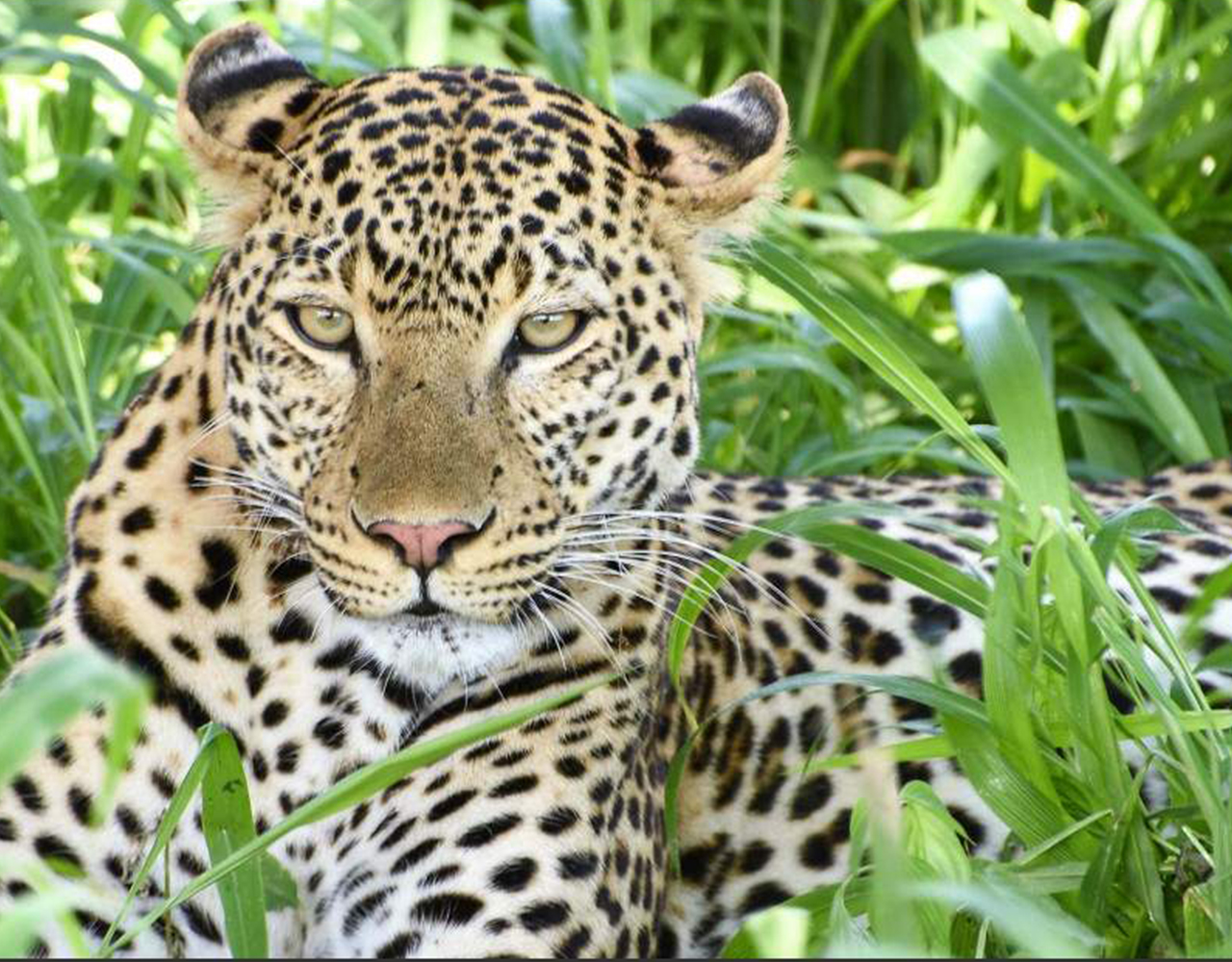 3-Day Safari to Mikumi & Udzungwa Hike